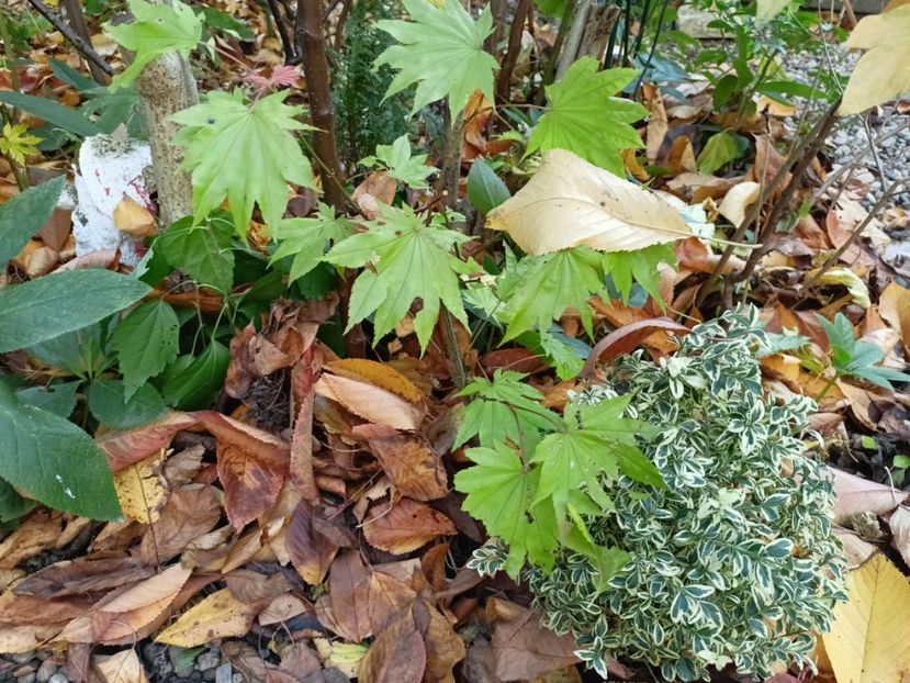 Moonrise - Grădina 2024 continuare 5