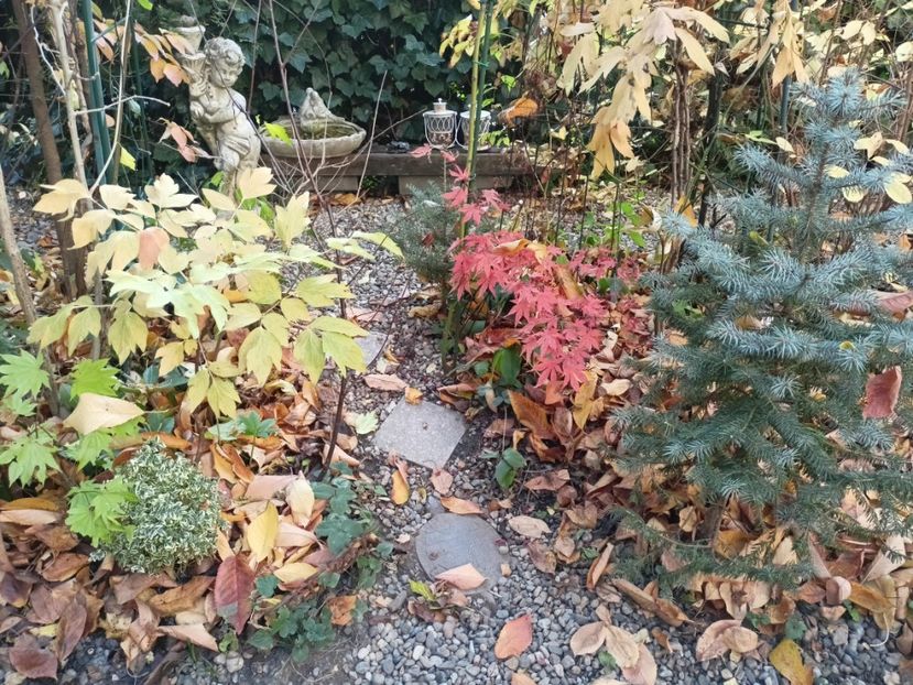  - Grădina 2024 continuare 5