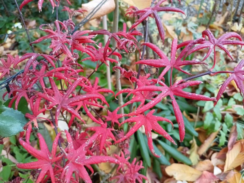  - Grădina 2024 continuare 5