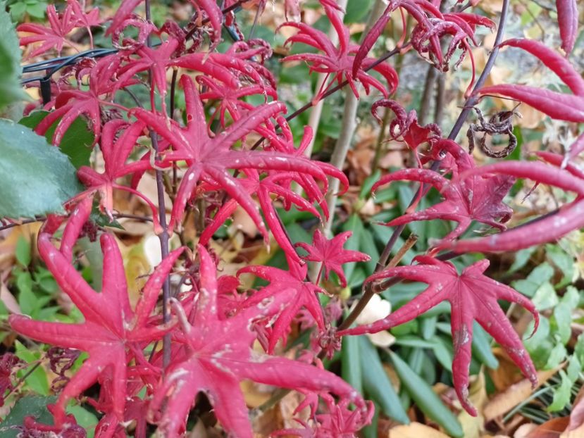  - Grădina 2024 continuare 5