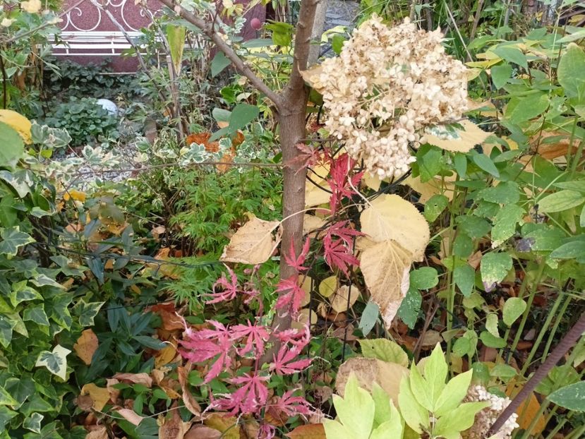  - Grădina 2024 continuare 5