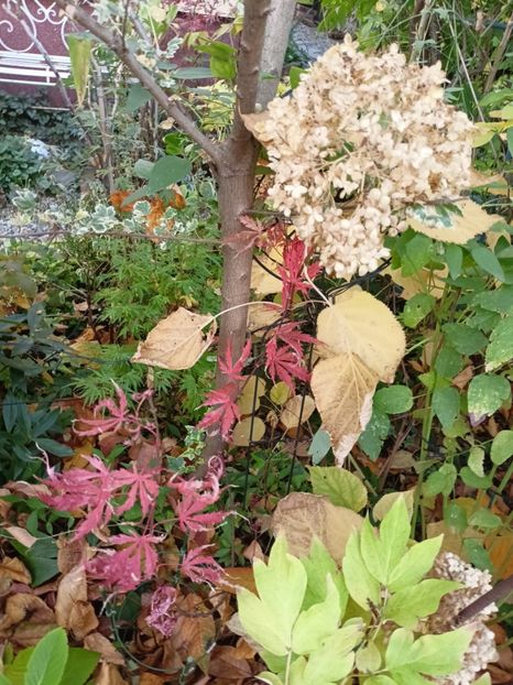  - Grădina 2024 continuare 5