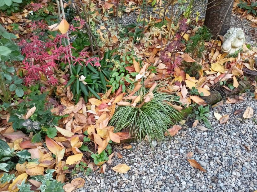  - Grădina 2024 continuare 5