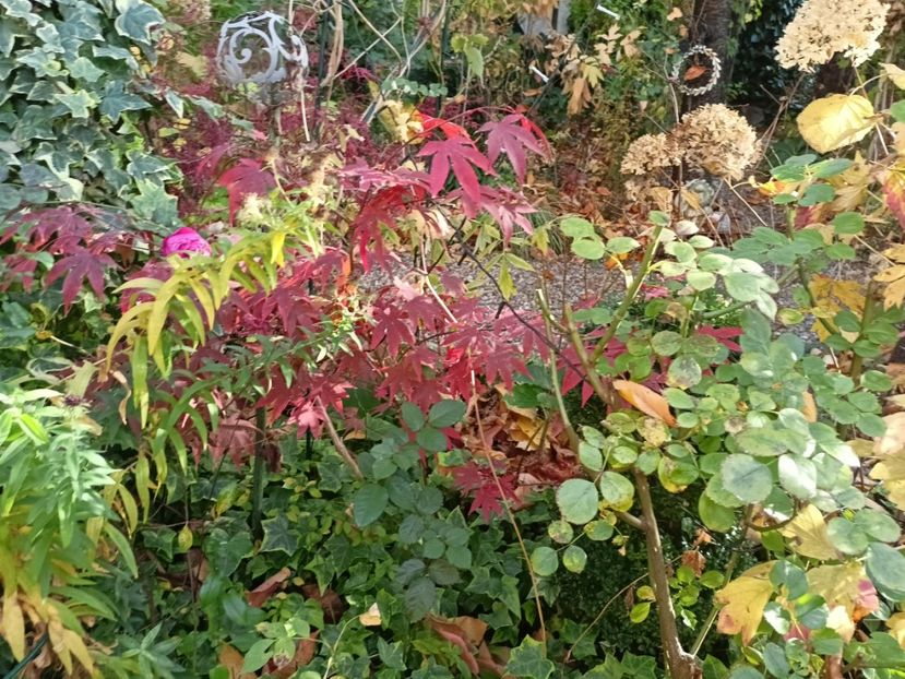 Osakazuki - Grădina 2024 continuare 5