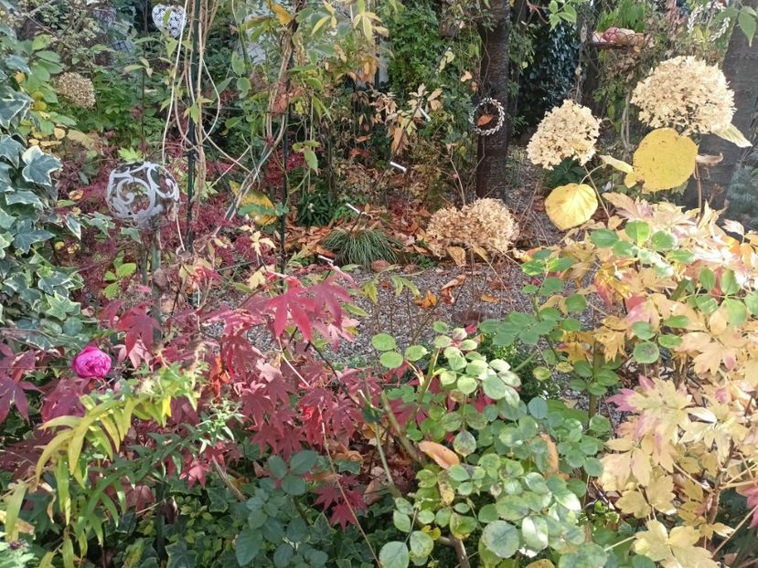  - Grădina 2024 continuare 5