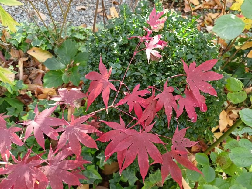 Osakazuki - Grădina 2024 continuare 5