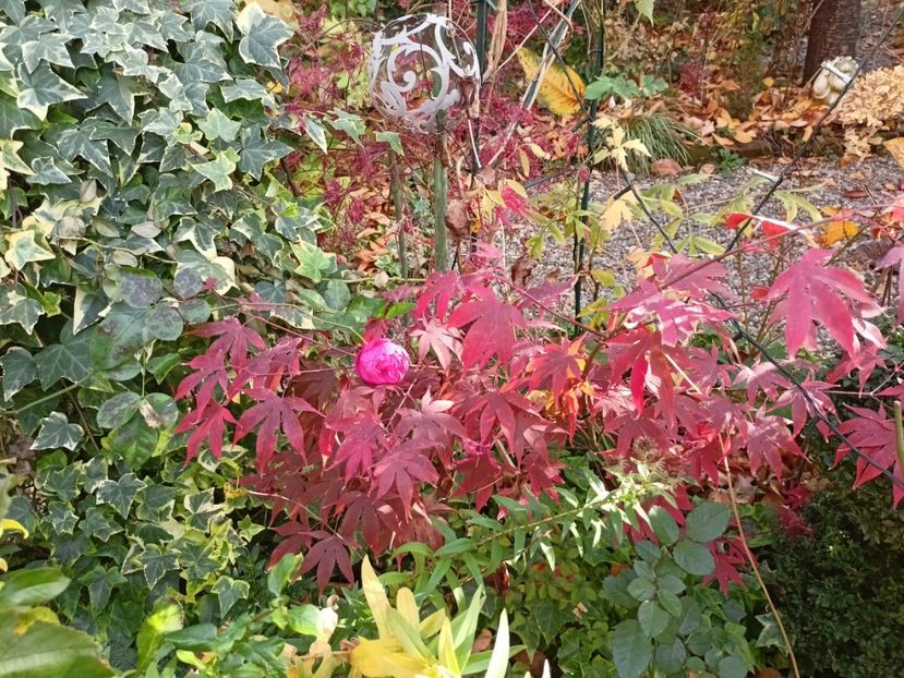  - Grădina 2024 continuare 5