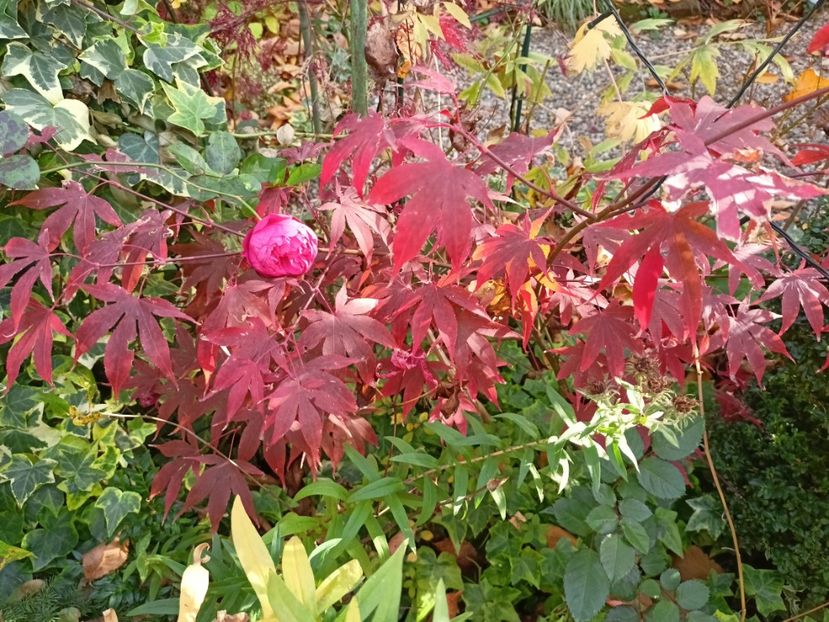  - Grădina 2024 continuare 5