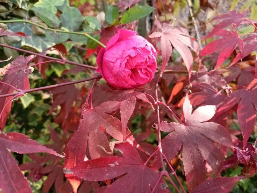  - Grădina 2024 continuare 5