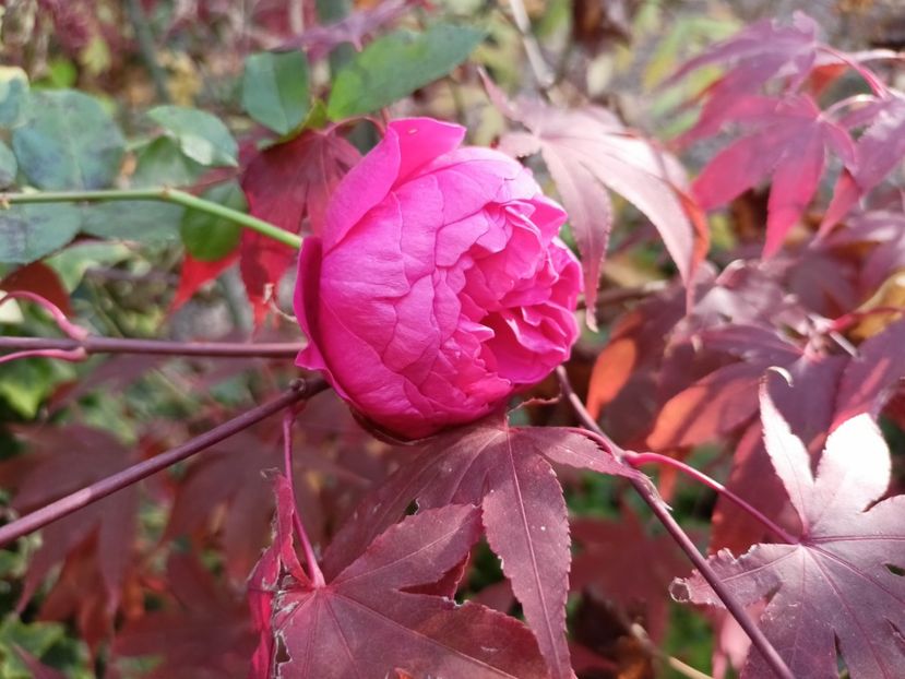  - Grădina 2024 continuare 5