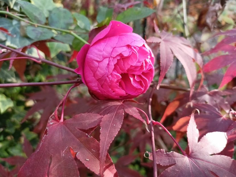  - Grădina 2024 continuare 5