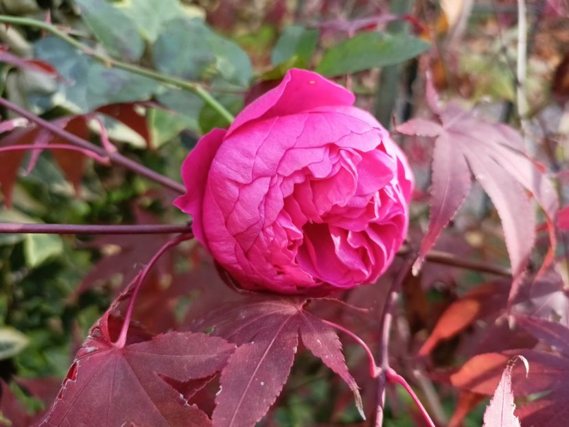  - Grădina 2024 continuare 5