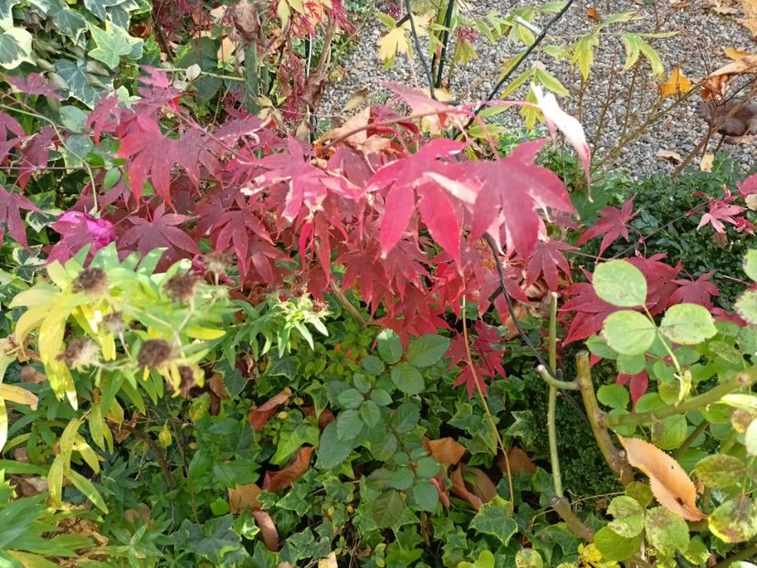  - Grădina 2024 continuare 5