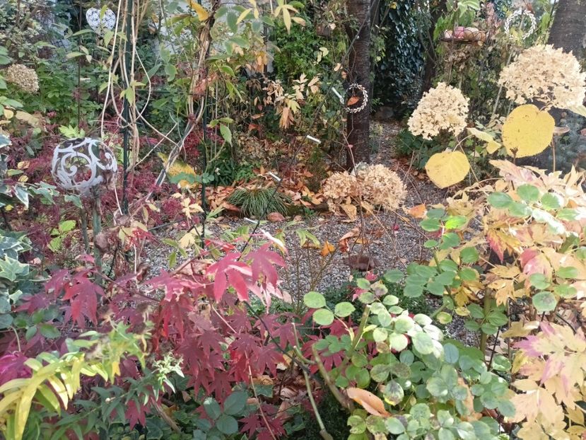  - Grădina 2024 continuare 5