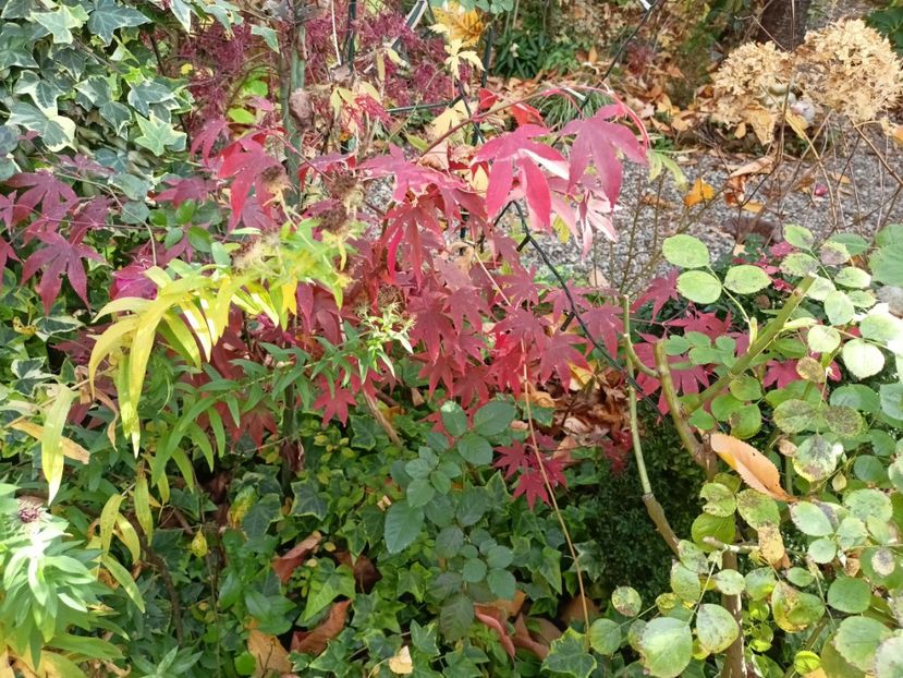  - Grădina 2024 continuare 5