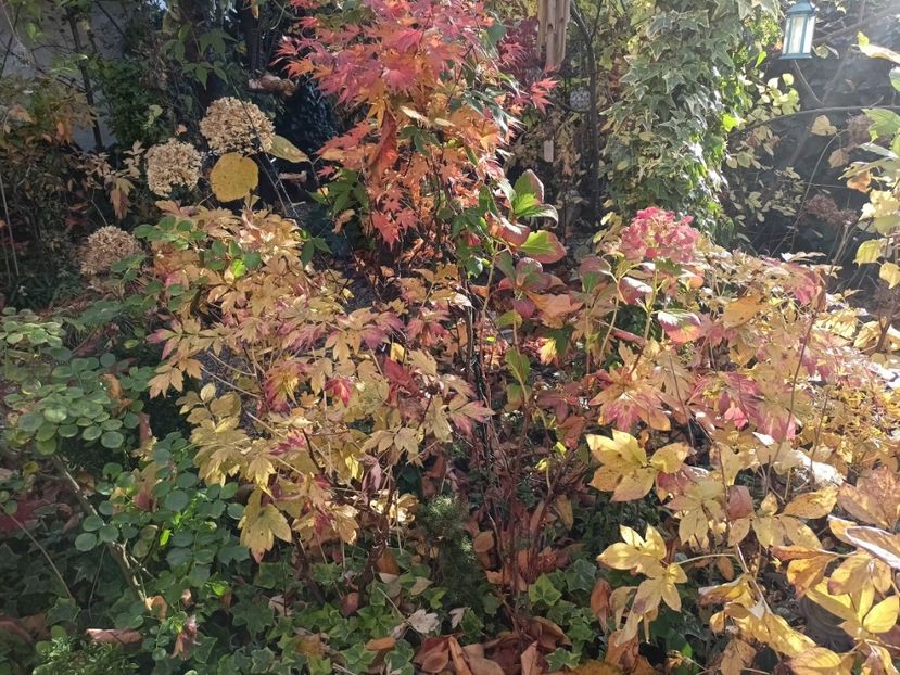  - Grădina 2024 continuare 5