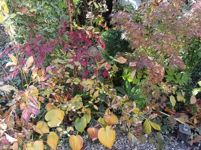 Firecracker și Seiryu - Grădina 2024 continuare 5