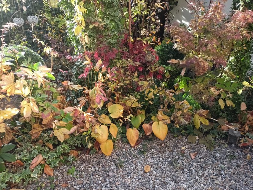  - Grădina 2024 continuare 5