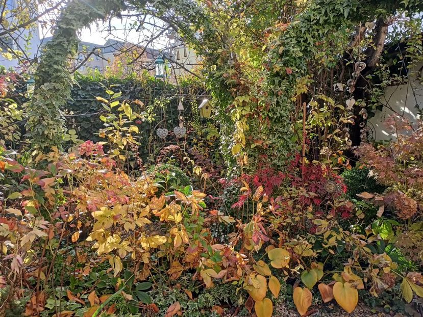  - Grădina 2024 continuare 5