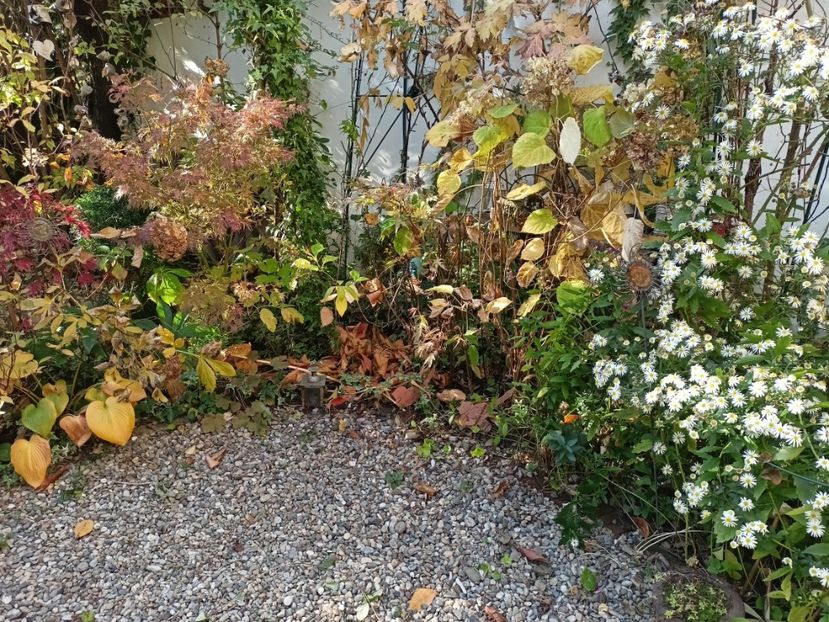  - Grădina 2024 continuare 5