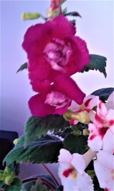 - 000018 ACHIMENES