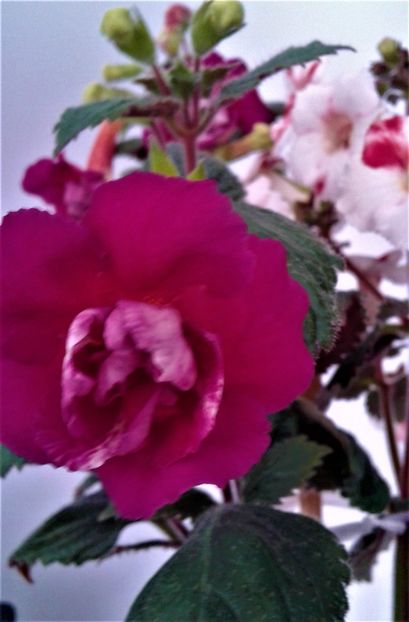  - 000018 ACHIMENES