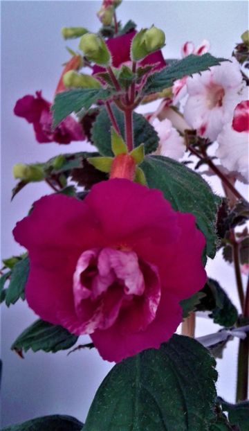  - 000018 ACHIMENES