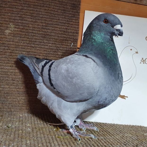  - Porumbei Vânduți