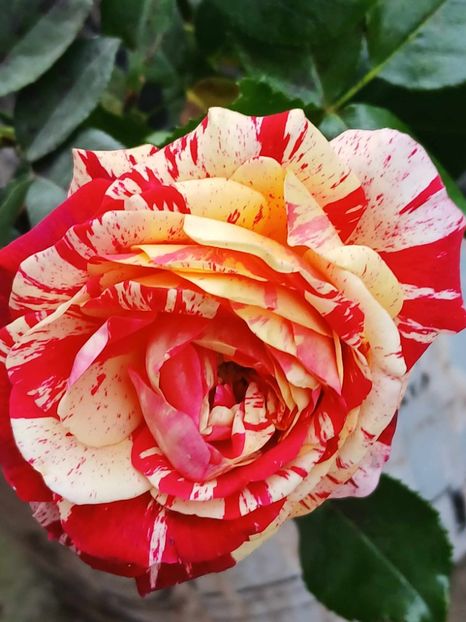  - Abracadabra floribunda Kordes 2018-2019