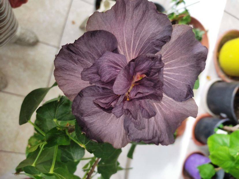  - DP s Black Treasure