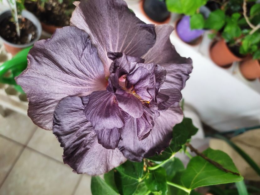  - DP s Black Treasure