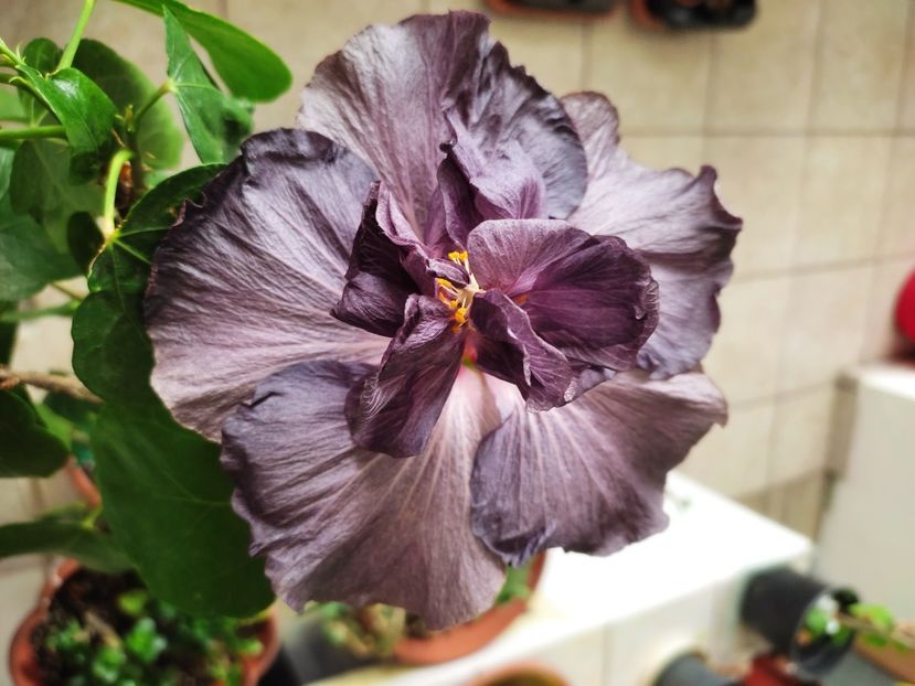  - DP s Black Treasure