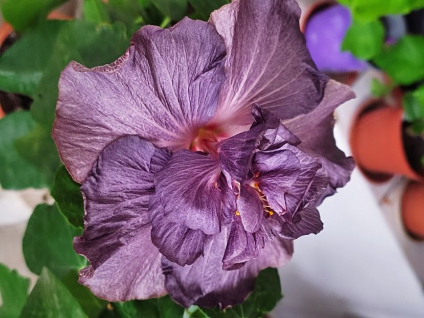  - DP s Black Treasure