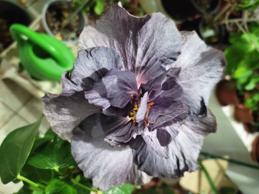  - DP s Black Treasure