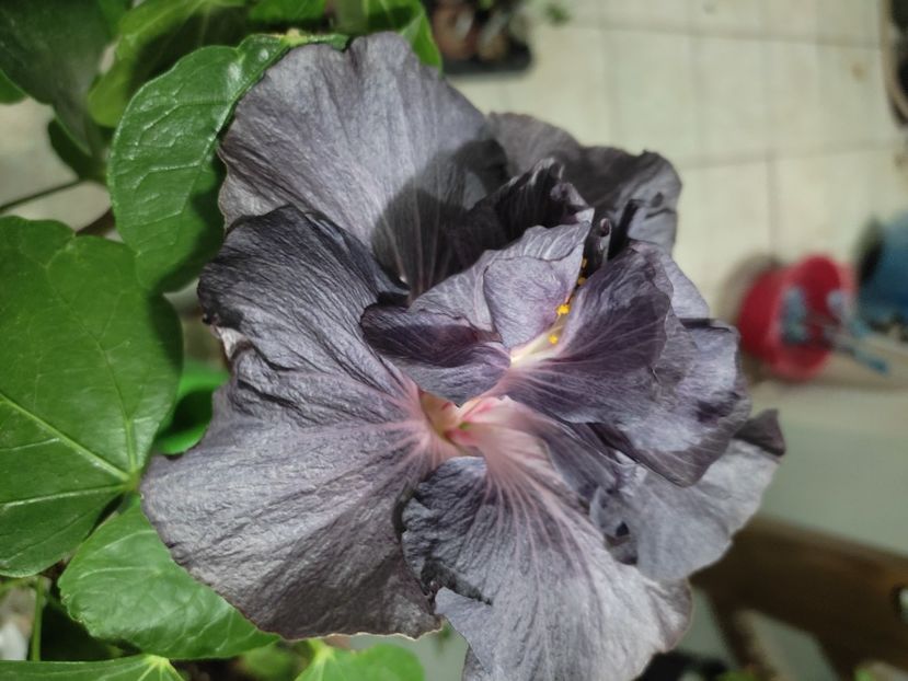  - DP s Black Treasure