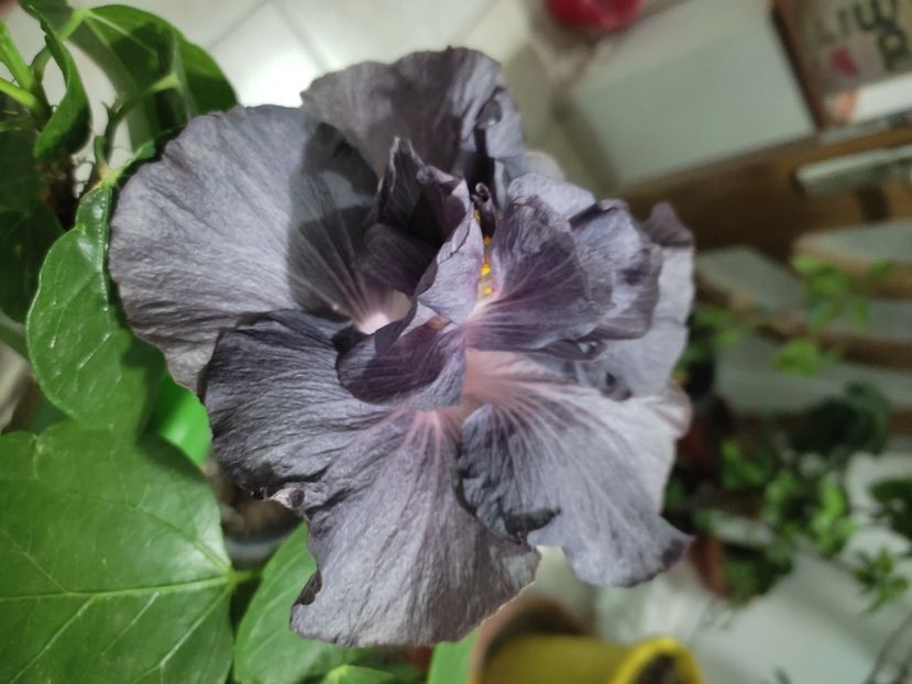  - DP s Black Treasure