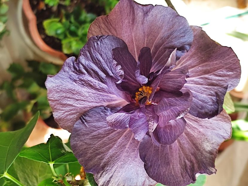  - DP s Black Treasure