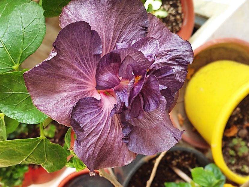  - DP s Black Treasure