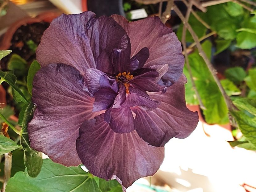  - DP s Black Treasure