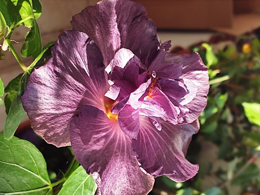  - DP s Black Treasure