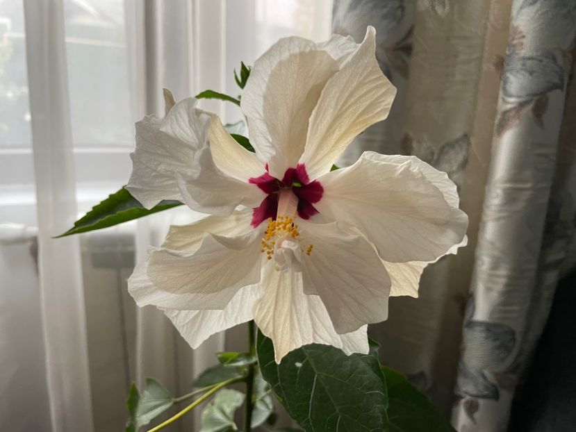  - Clasici - Apricot Dublu și Alb Dublu