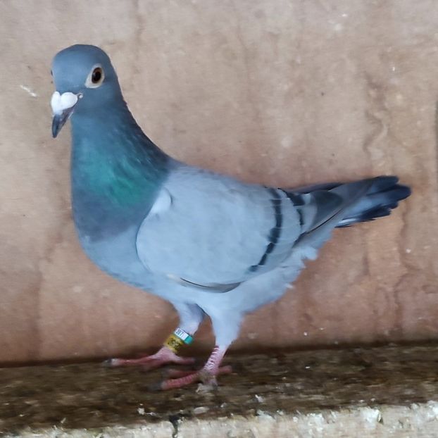 Femela 24-550 - Porumbei vanduti