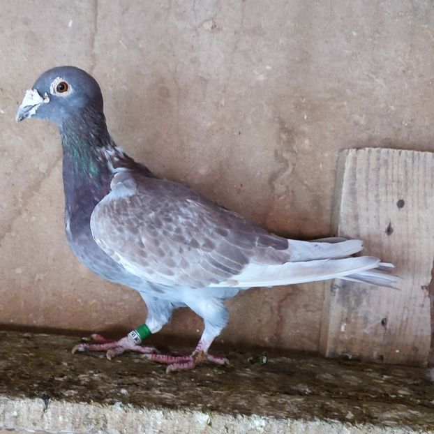 Mascul 14-852 - Trestiu