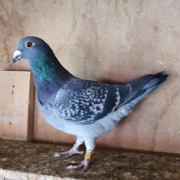 Mascul 24-136 - Stropit