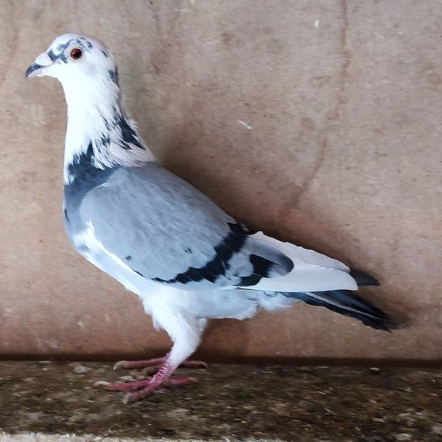 Mascul 22-791 GB - Bălțat vanat