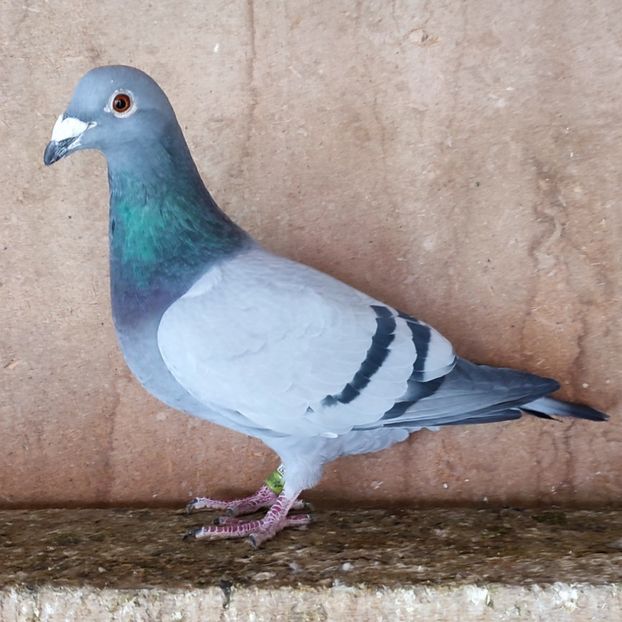 Mascul 23-223 DV - Vanat