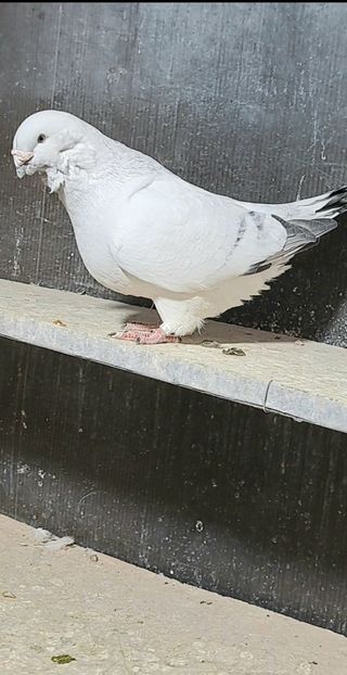 M2021 - VOIAJOR ROMANESC DE FRUMUSETE MASCULI