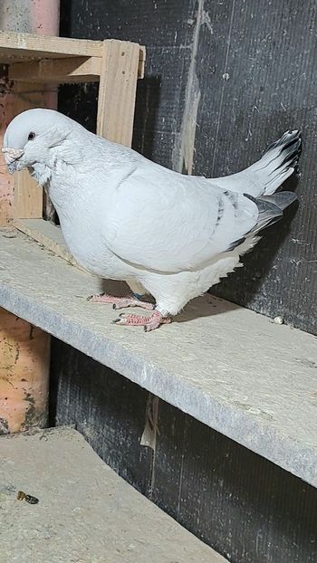 M2021 - VOIAJOR ROMANESC DE FRUMUSETE MASCULI