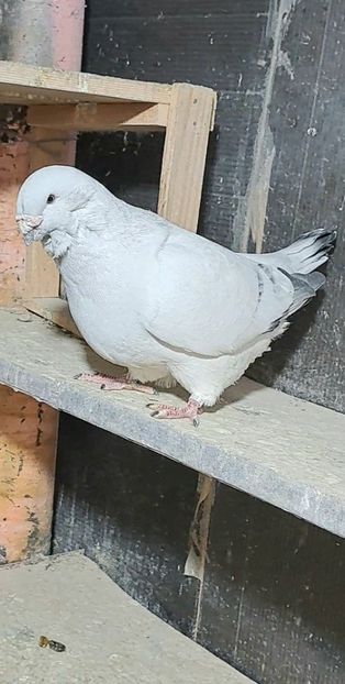 M 2021 - VOIAJOR ROMANESC DE FRUMUSETE MASCULI