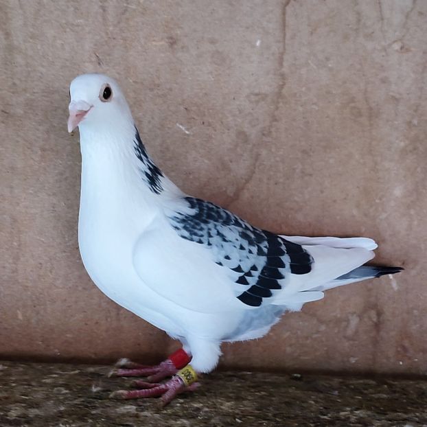 Femela 24-903 - Bălțat stropit